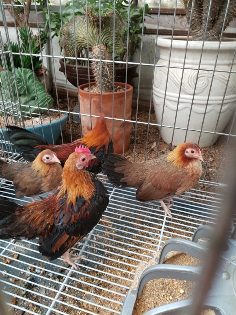 세종게임 이미지
