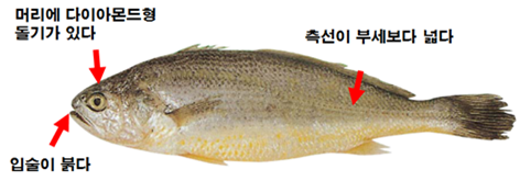 Daum 카페
