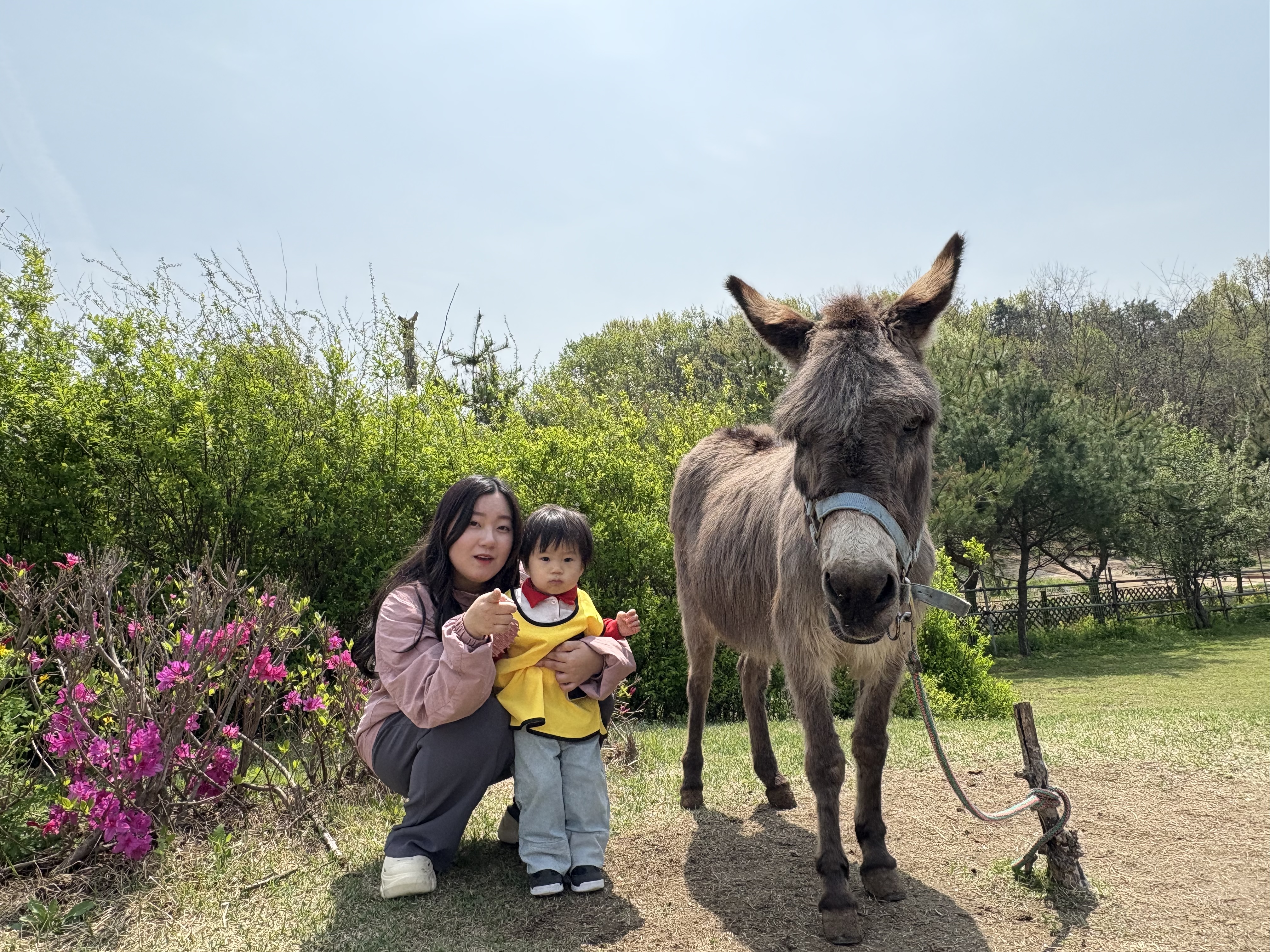 동키 이미지