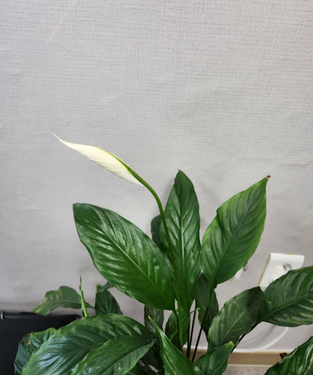 꽃피우다 이미지