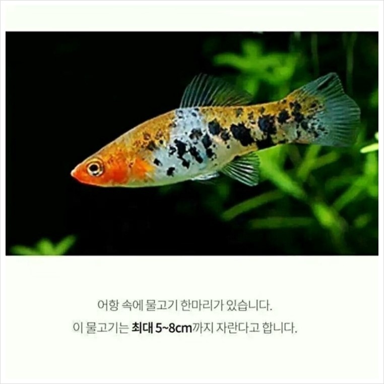 코이 이미지