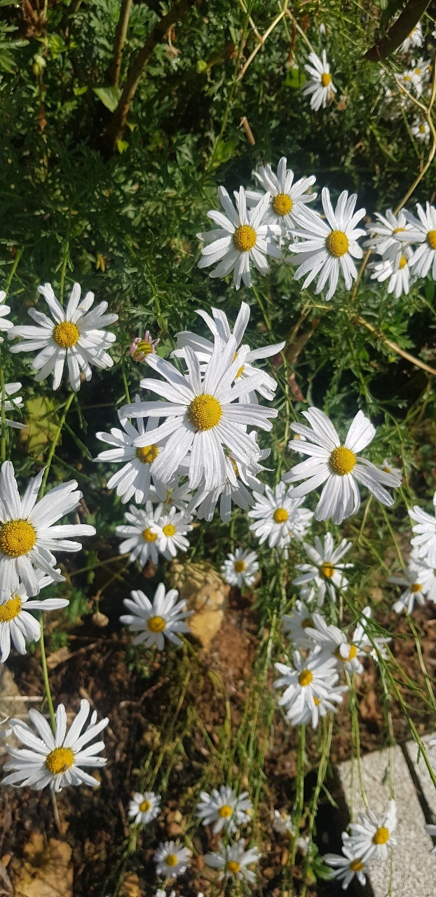 일산농원 이미지