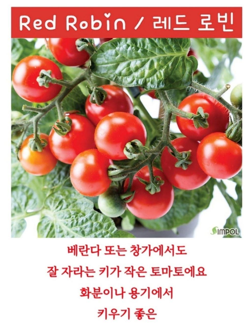 로빈 이미지