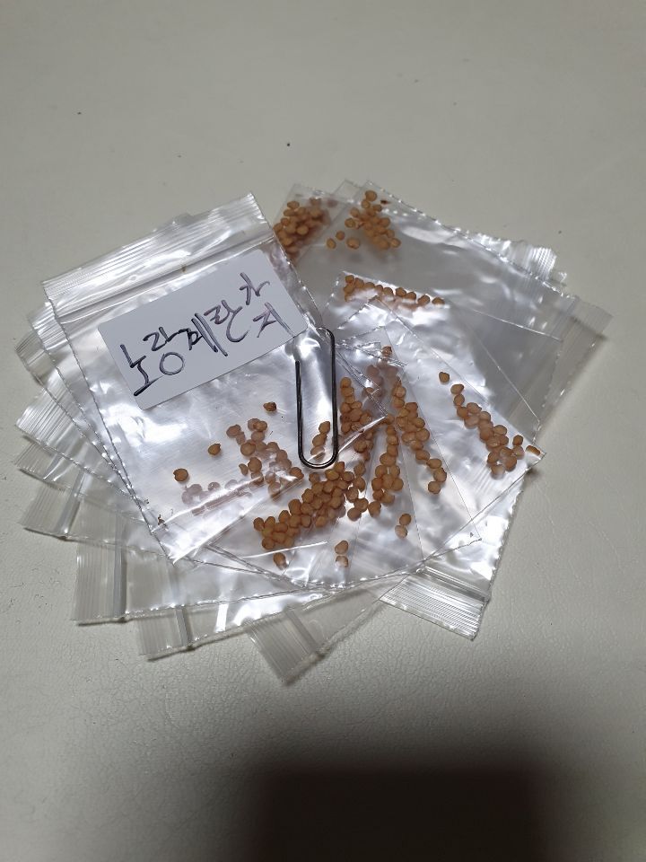 노랑계란 이미지