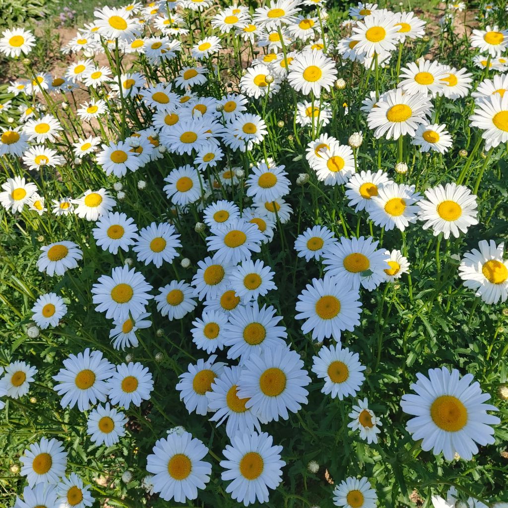 오늘도꽃모닝 이미지