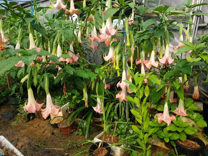 핑크52 이미지