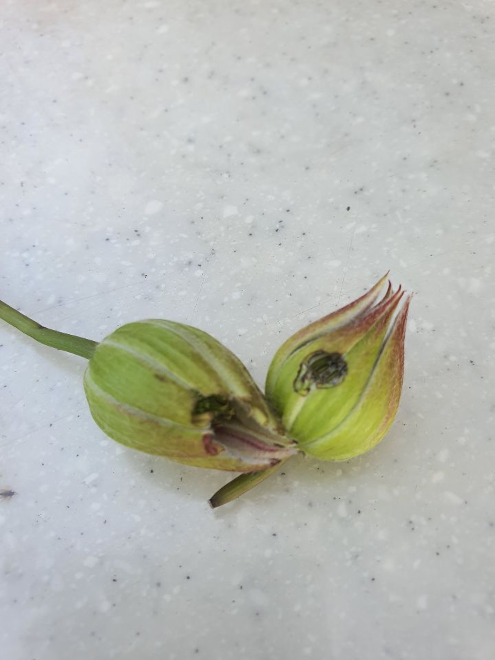 죠세핀 이미지