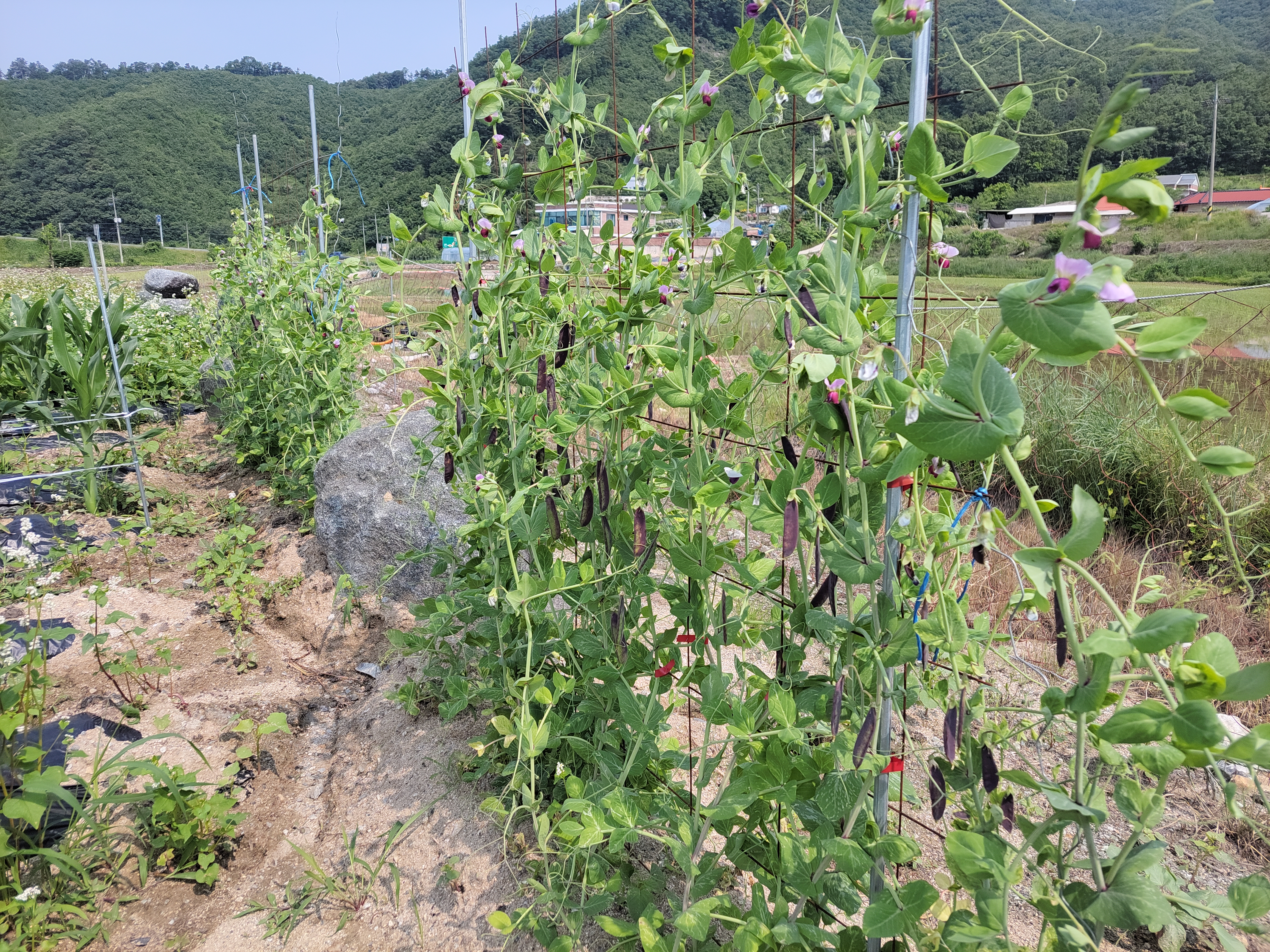 잡동산이 이미지