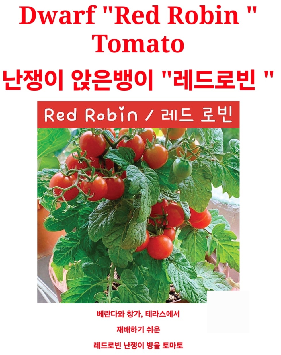 로빈 이미지