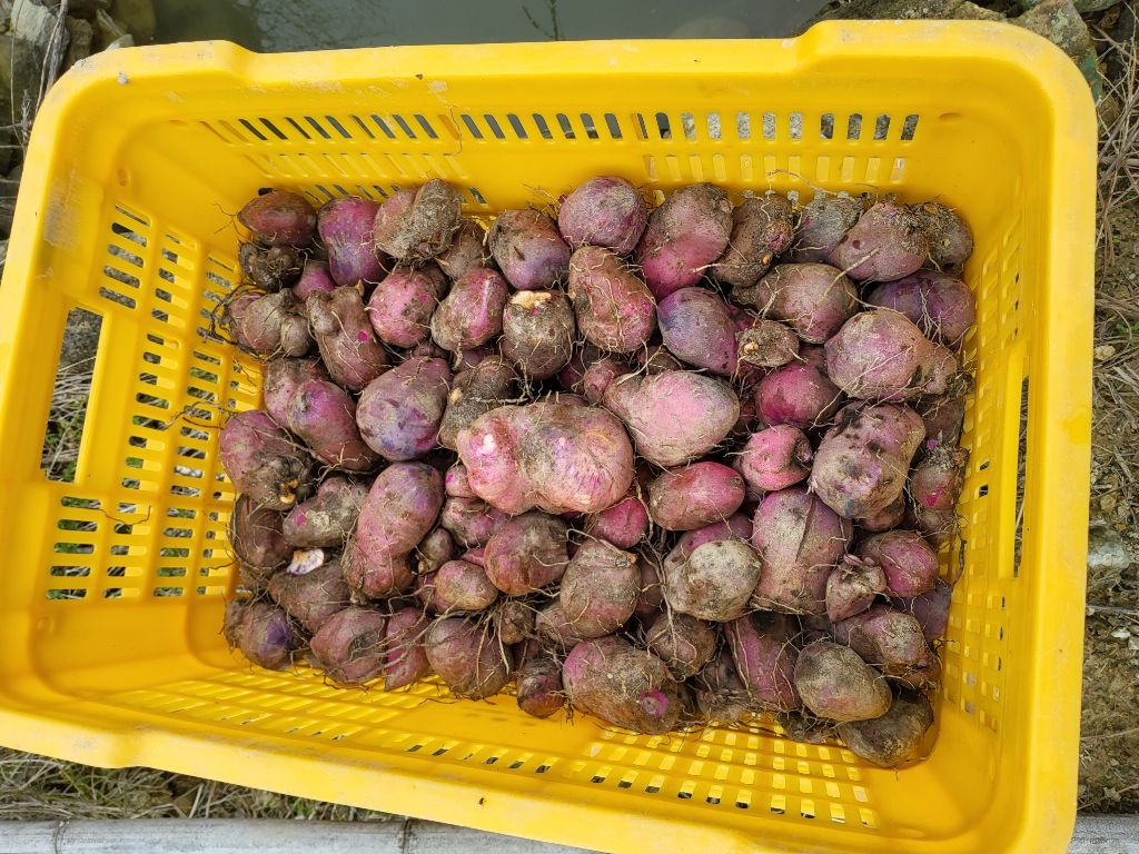 마수와 이미지