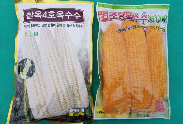 옥수수통신 이미지