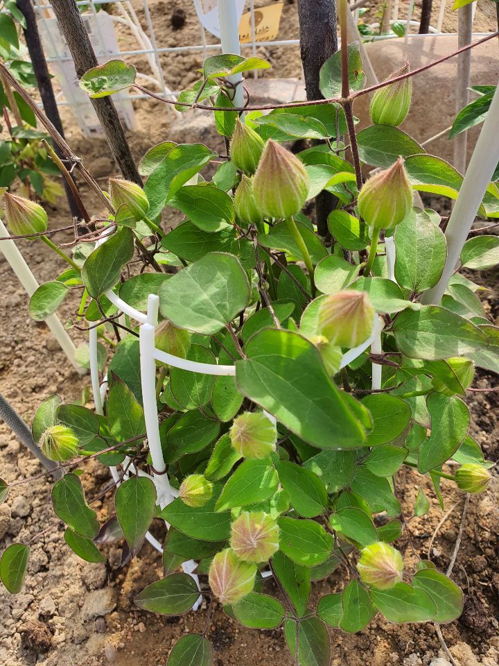죠세핀 이미지