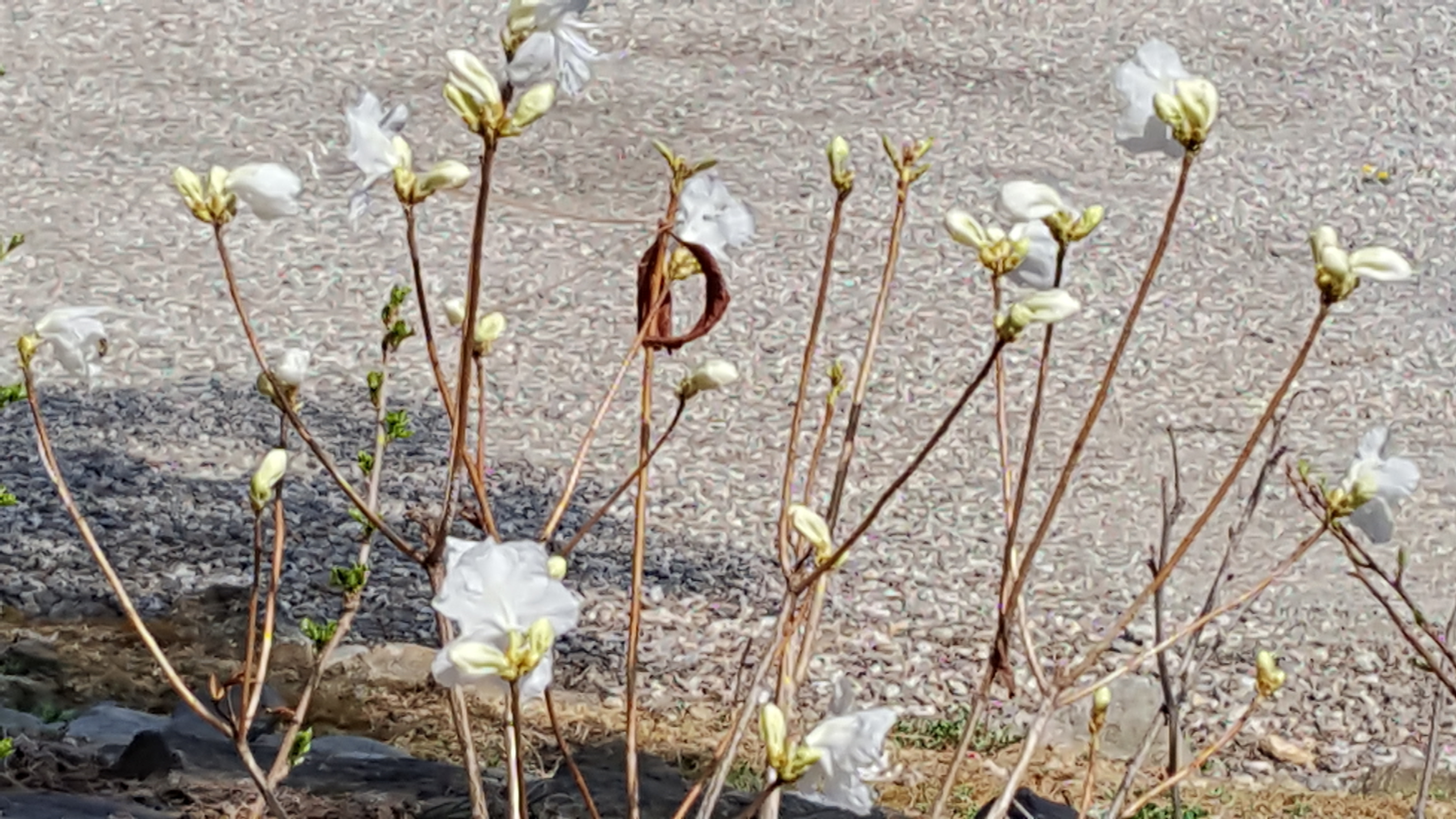 백진 이미지