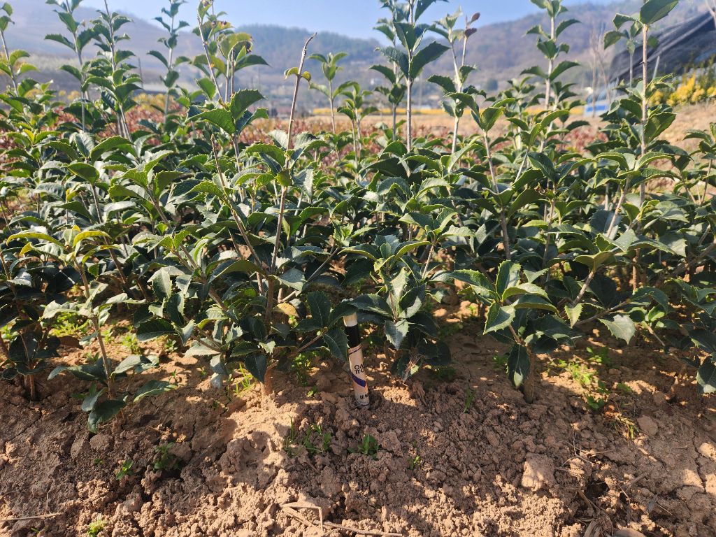 산홍 이미지