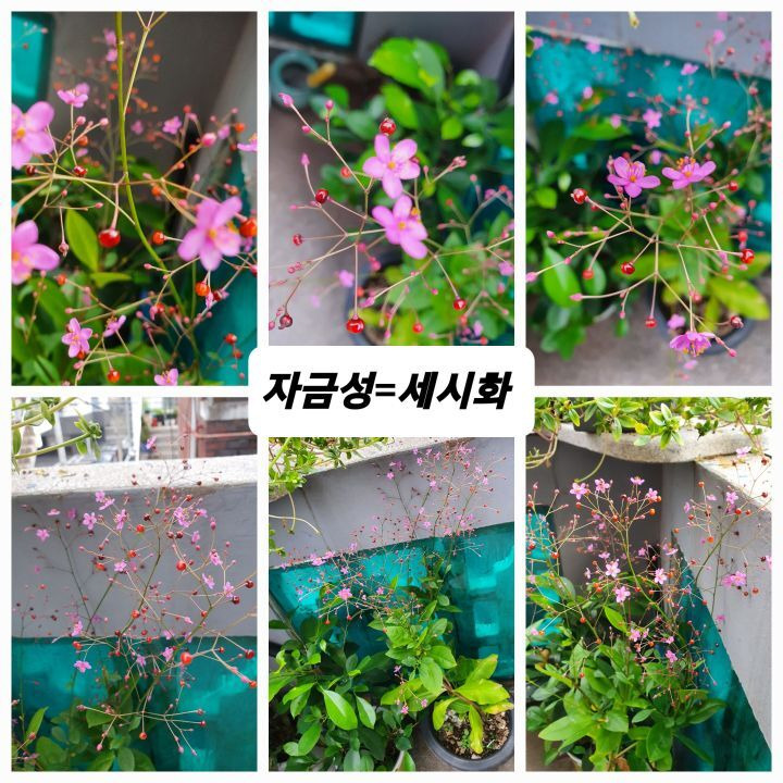 자금성 이미지
