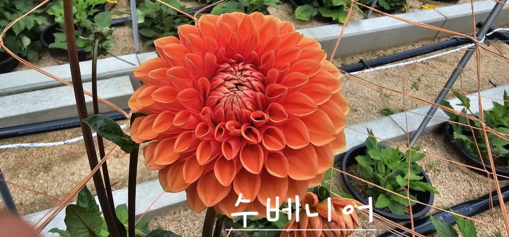 다알리 이미지