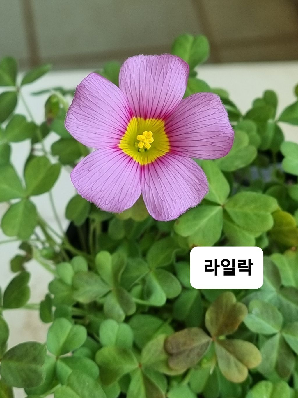 퍼플스타 이미지