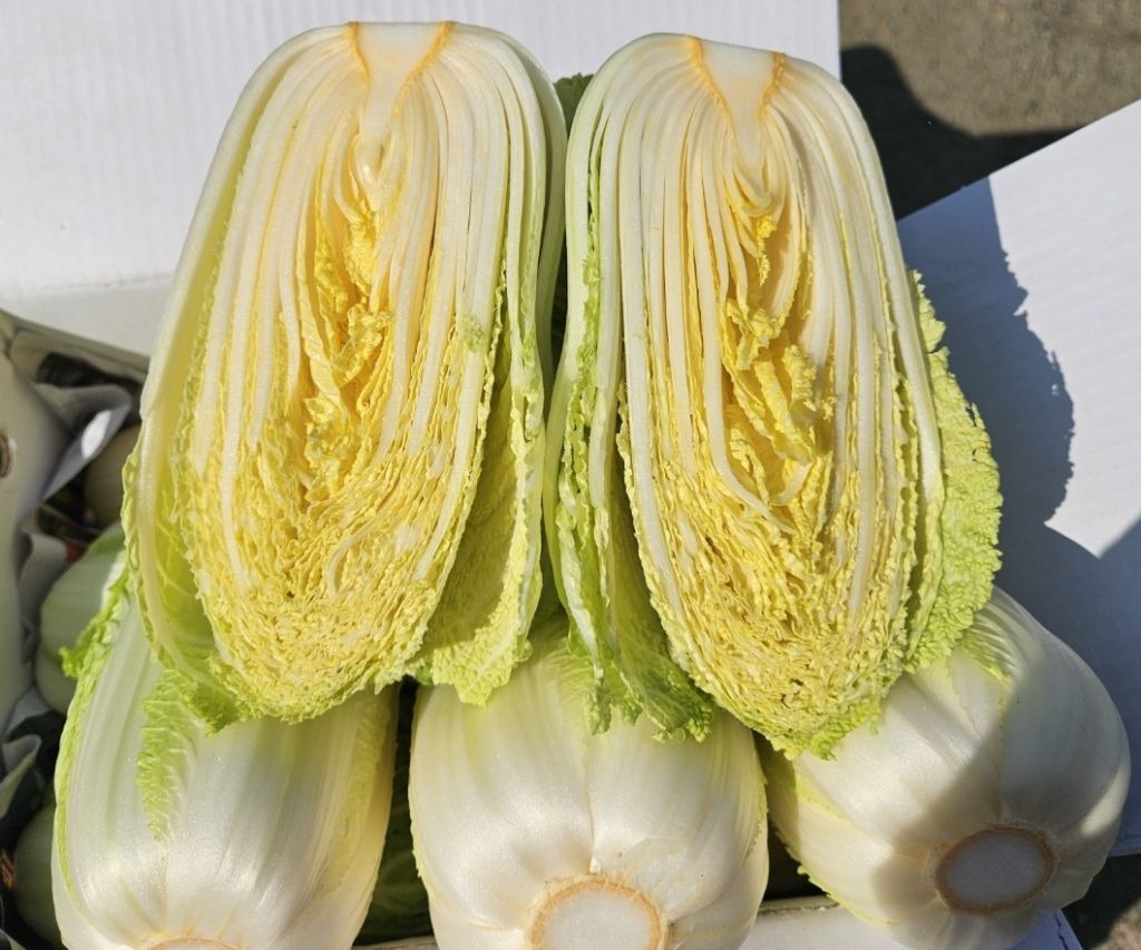 알배기 이미지