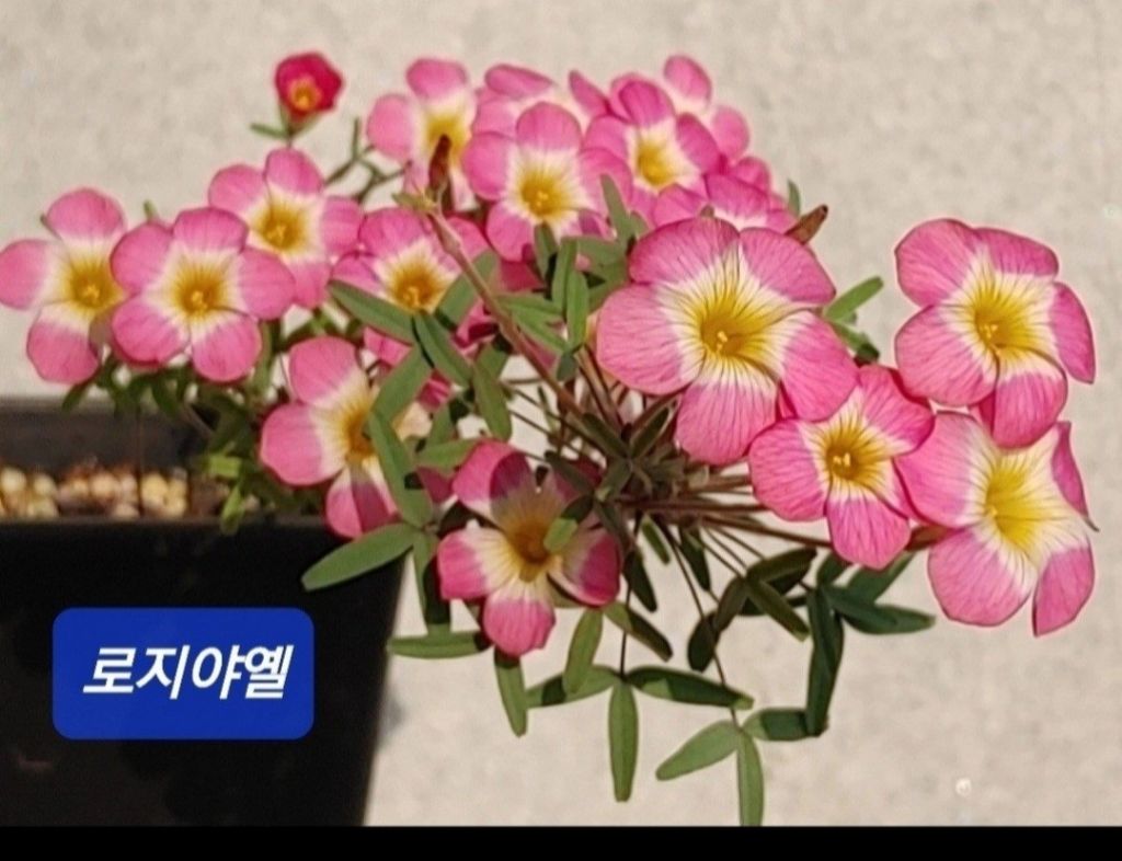 옐로지 이미지