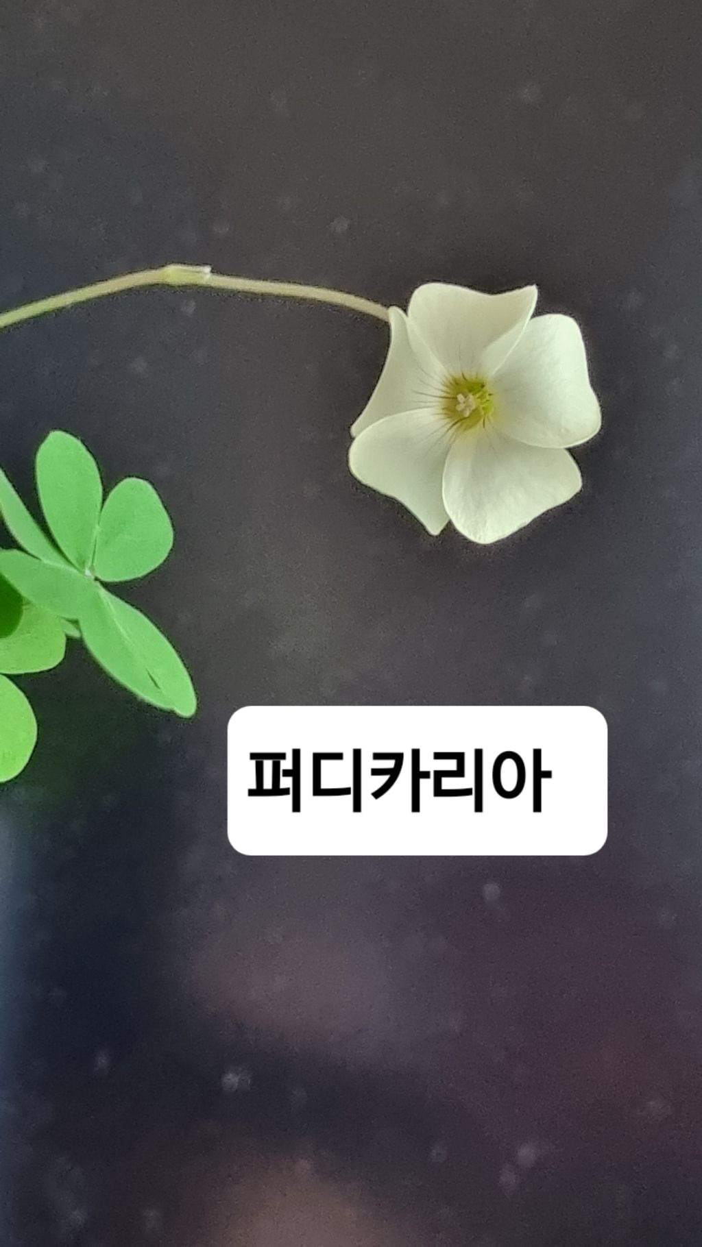 퍼플스타 이미지