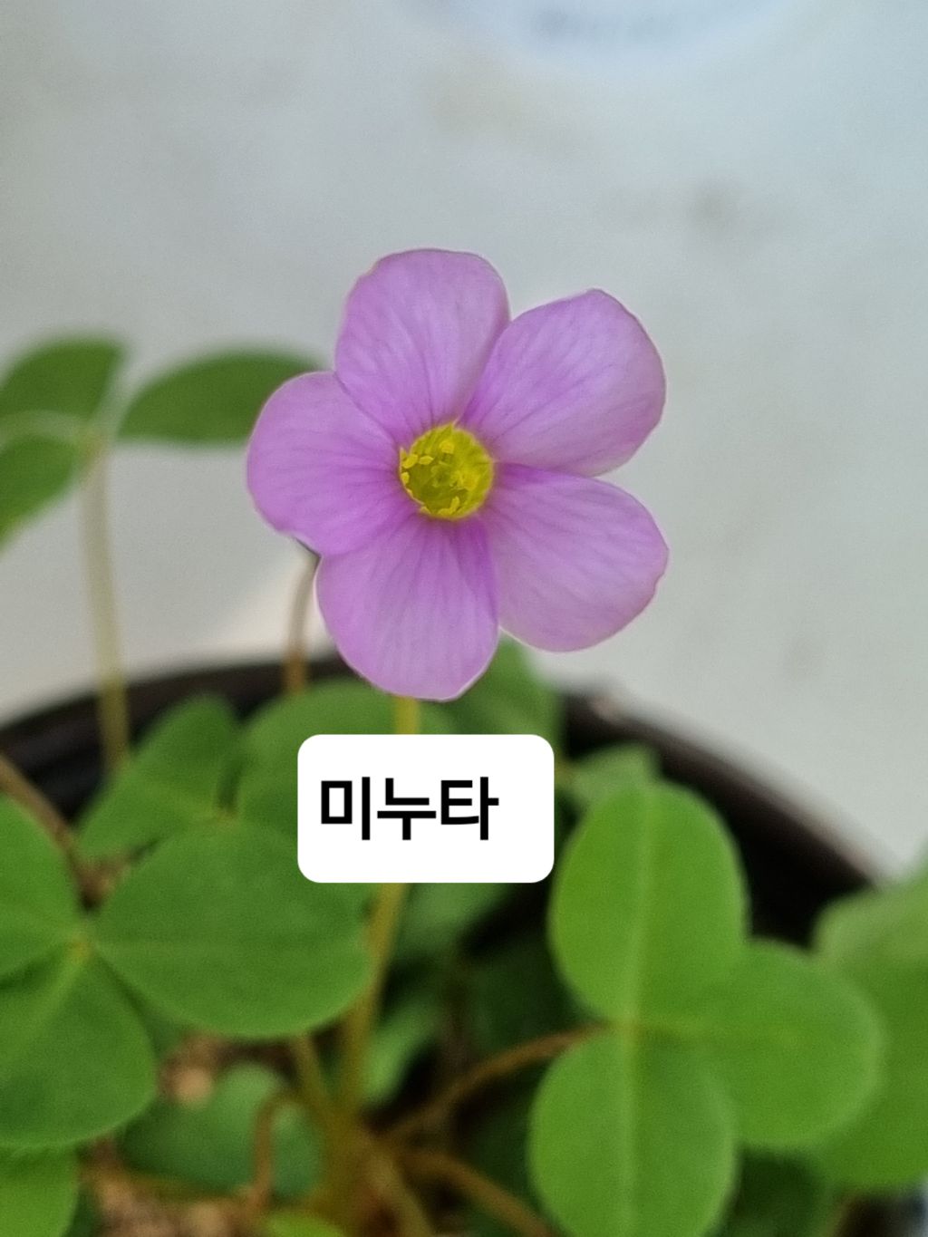 플로센트 이미지