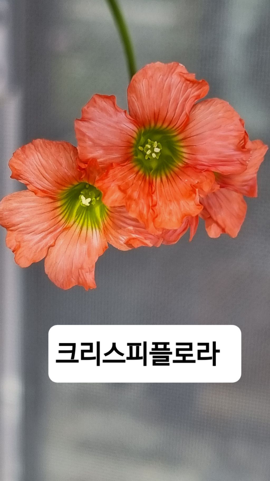플로센트 이미지