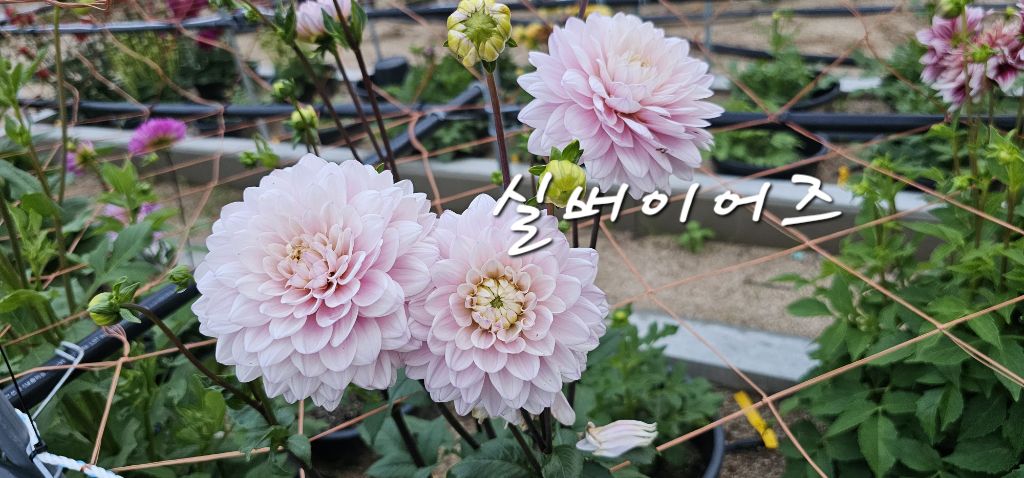 다알리 이미지