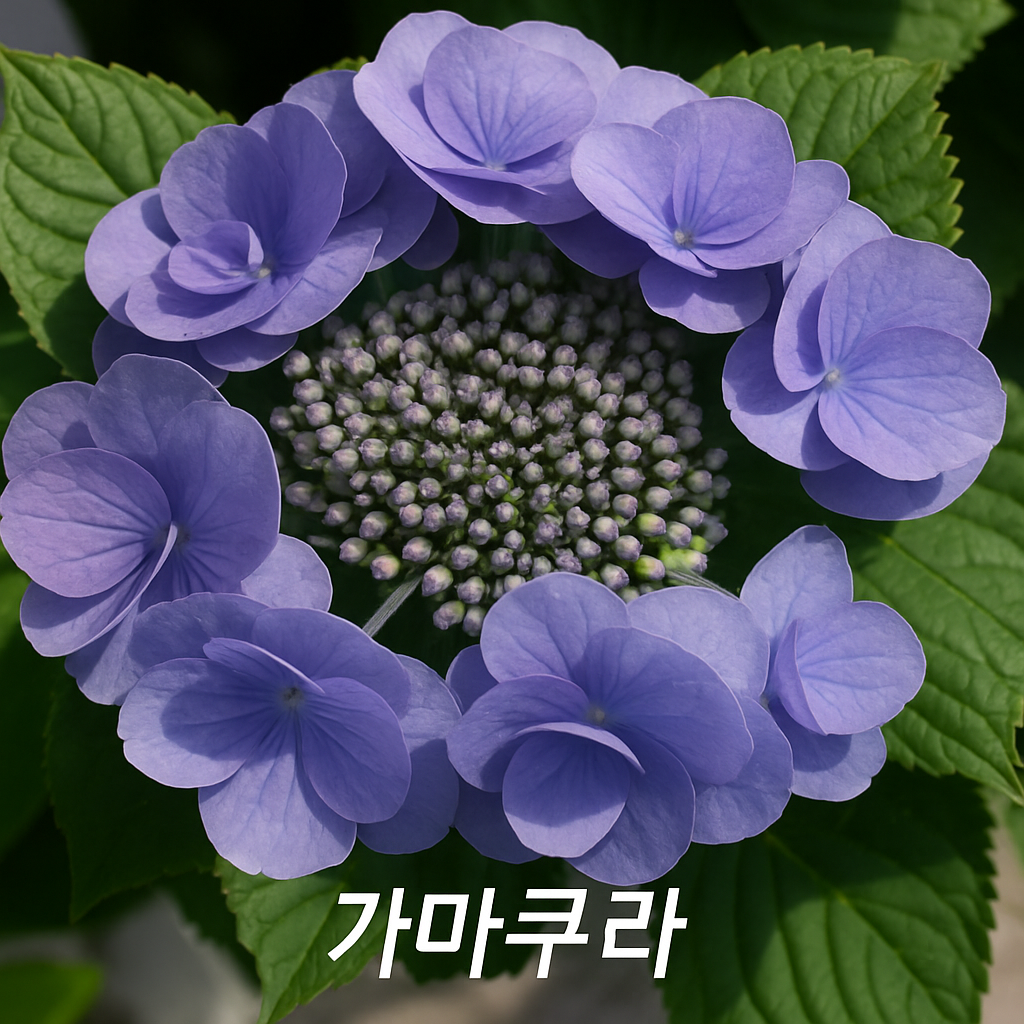 디'엘마르 이미지