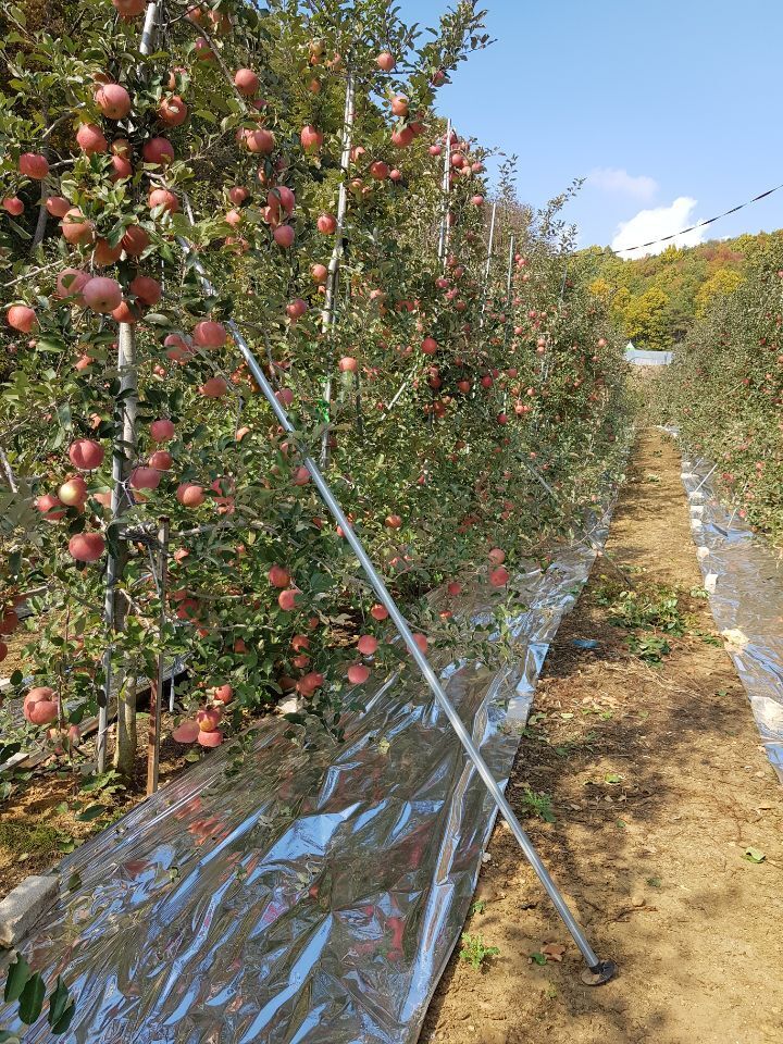 사일산 이미지