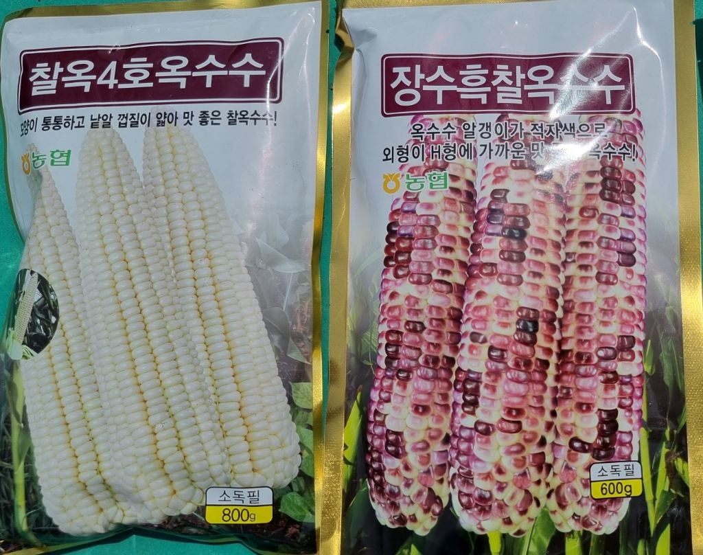 옥수수통신 이미지