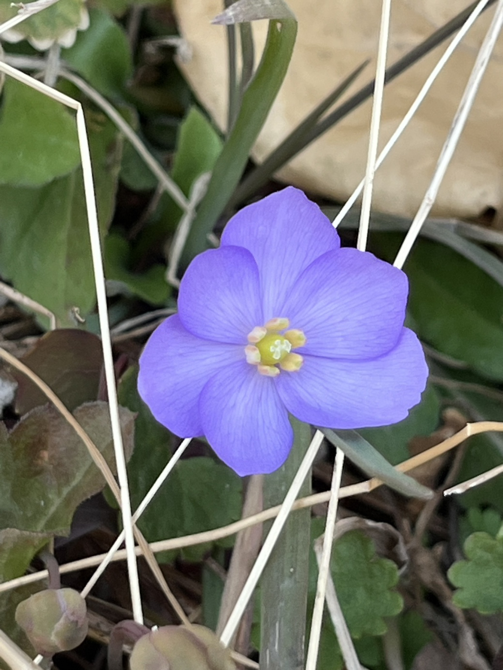 오늘;꽃 이미지