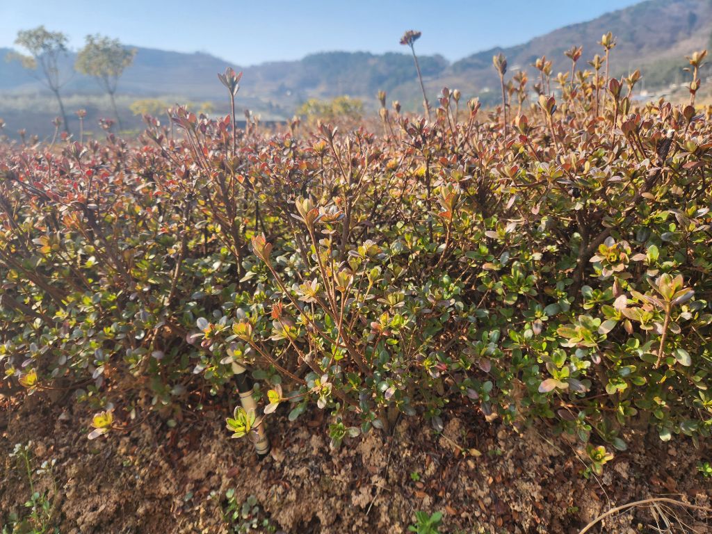 산홍 이미지