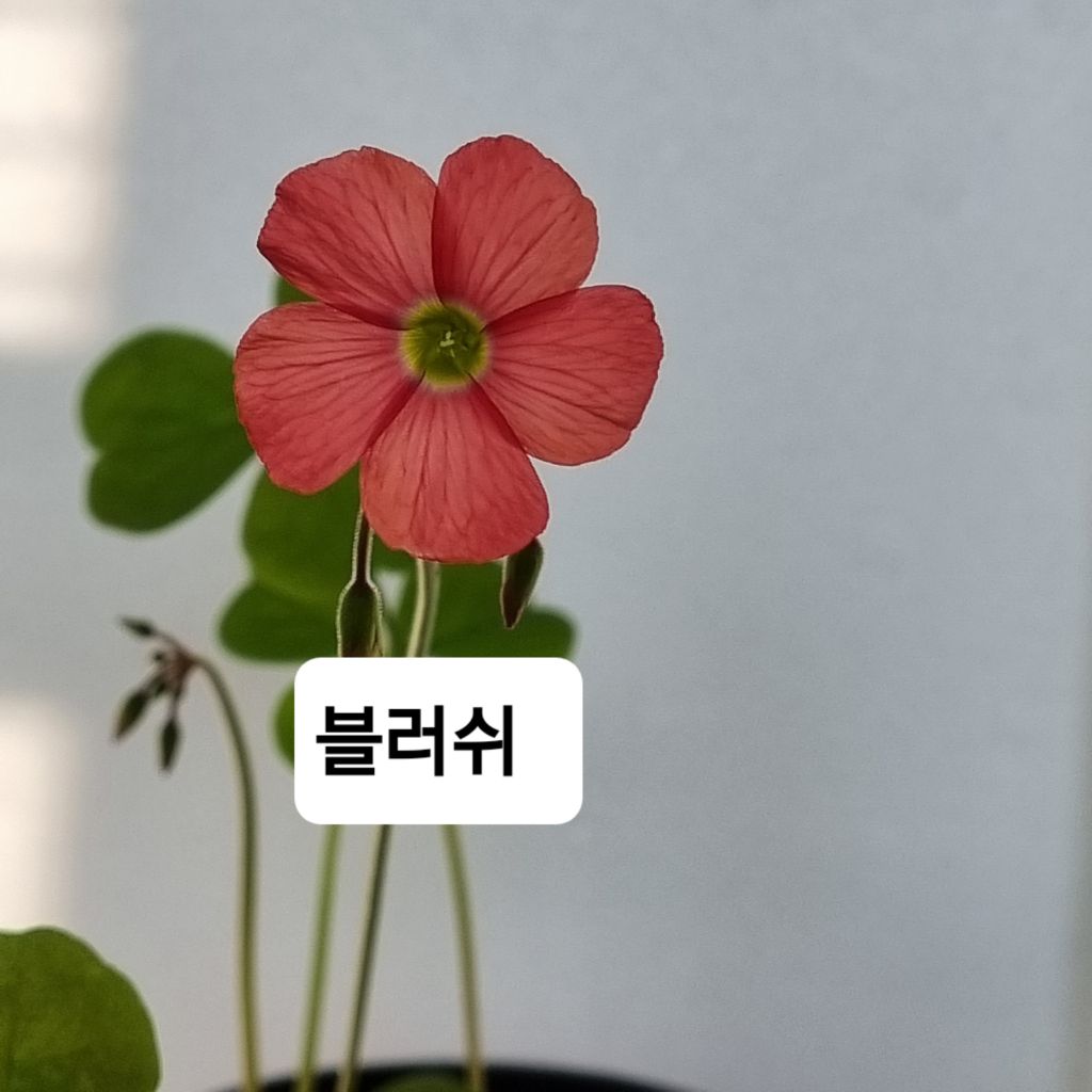 플로센트 이미지