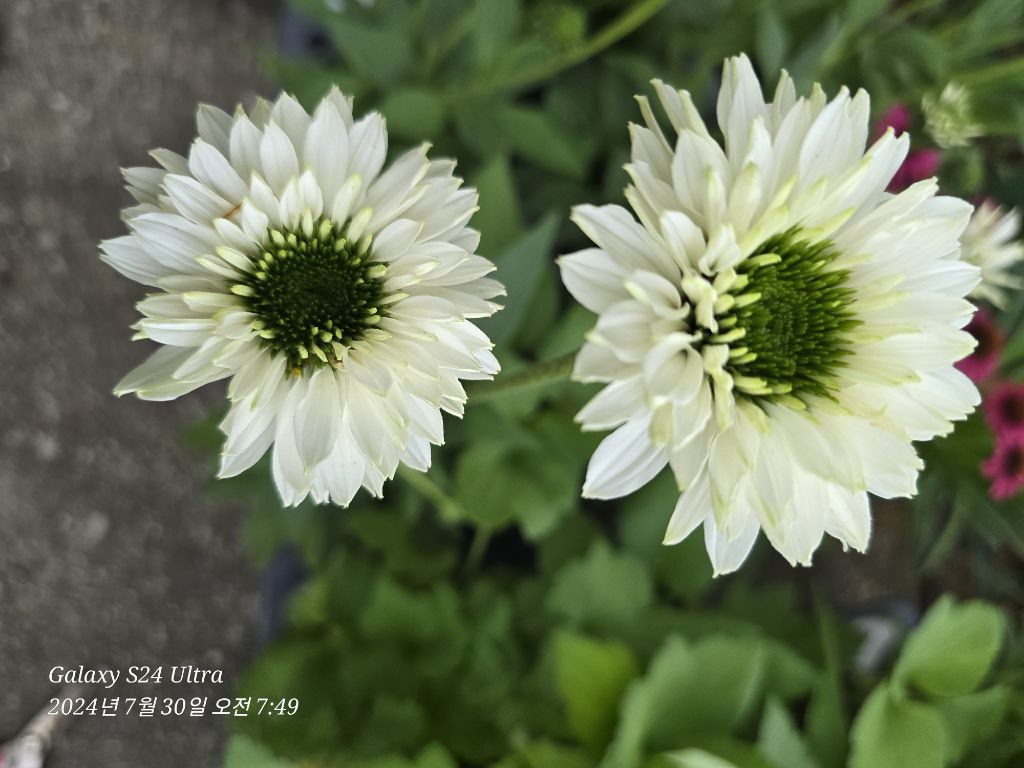 화이트뷰티 이미지
