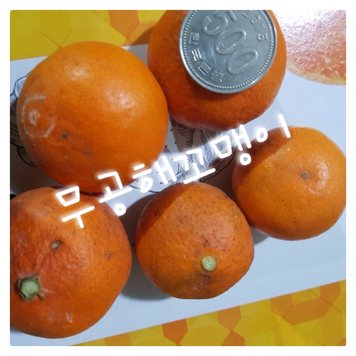 꼬맹이 이미지
