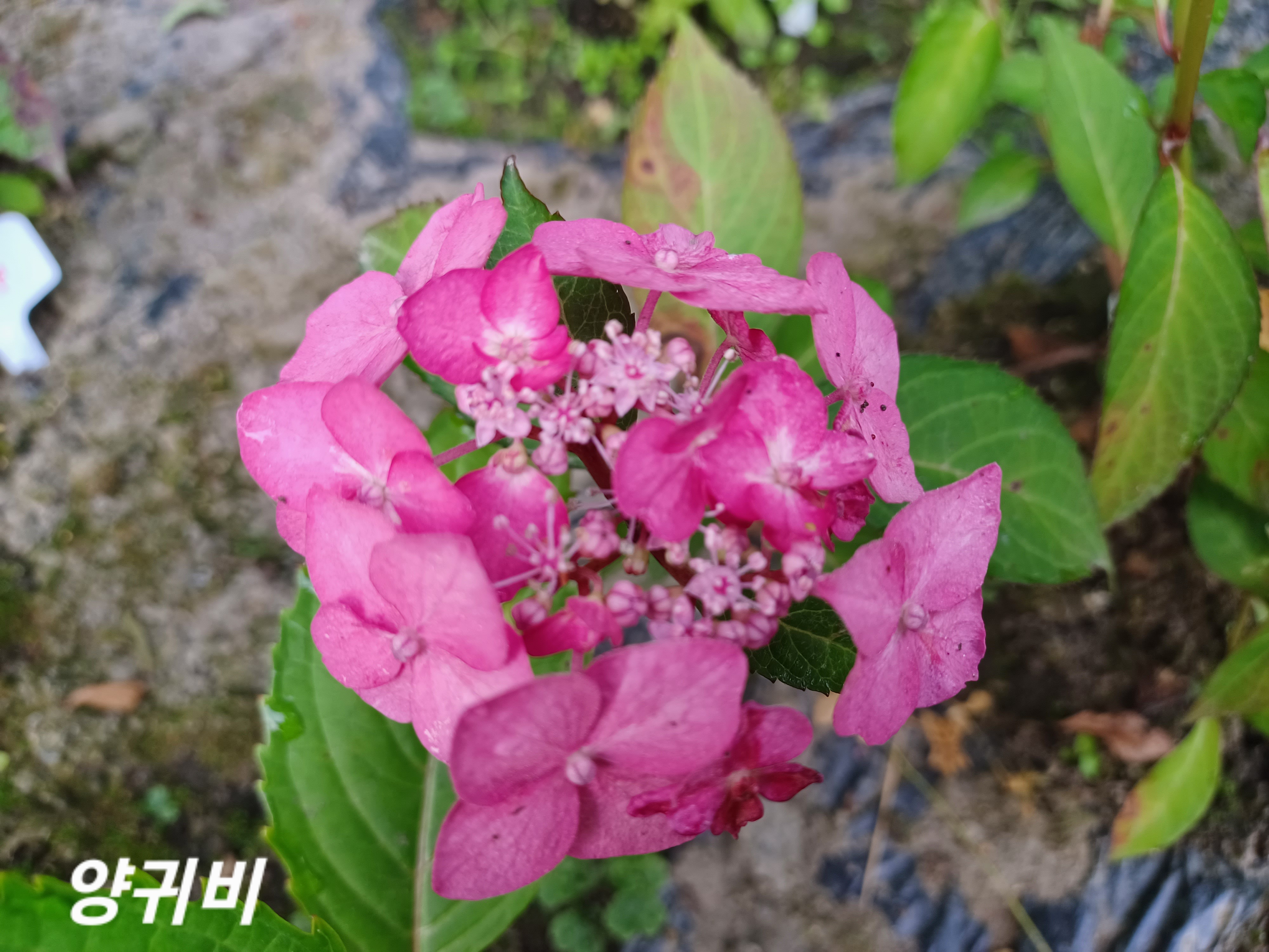 디'엘마르 이미지