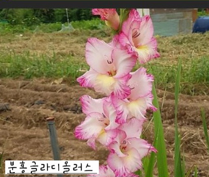 미애방 이미지