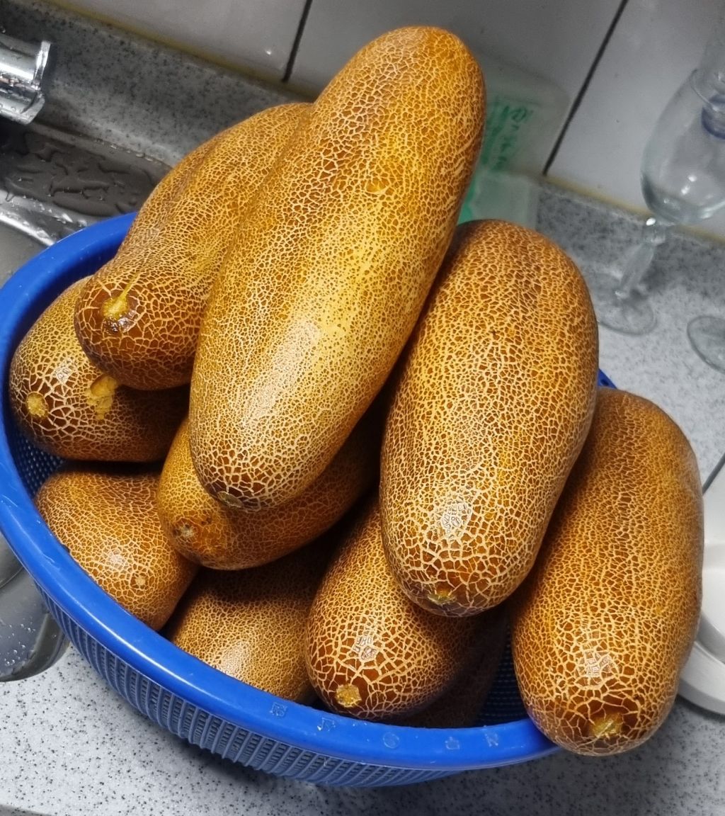 씨오이 이미지