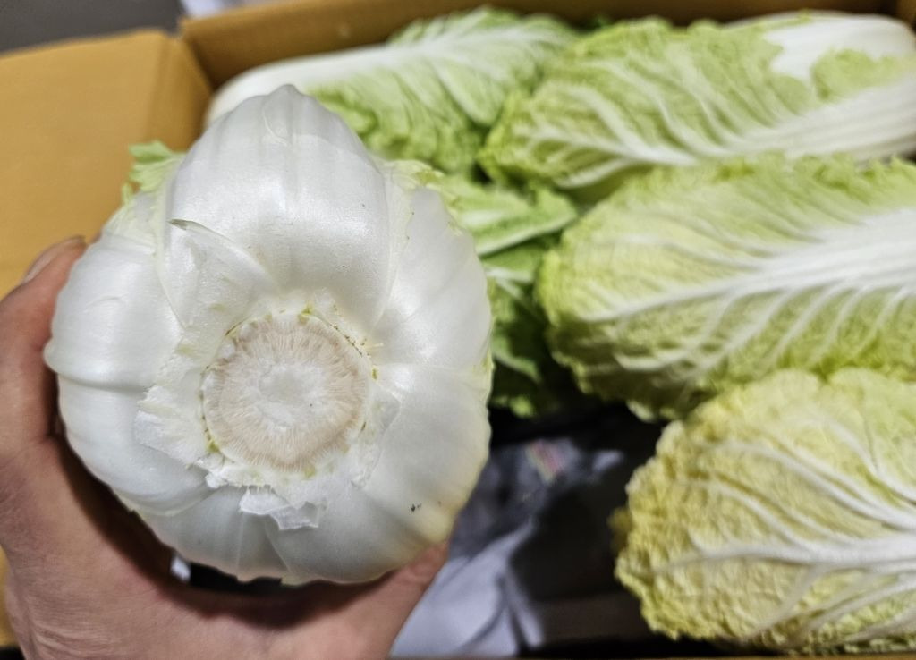 알배기 이미지