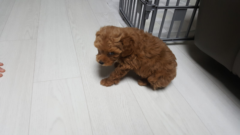윤아네 이미지