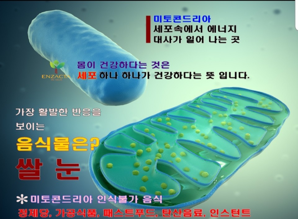 커피베리 이미지