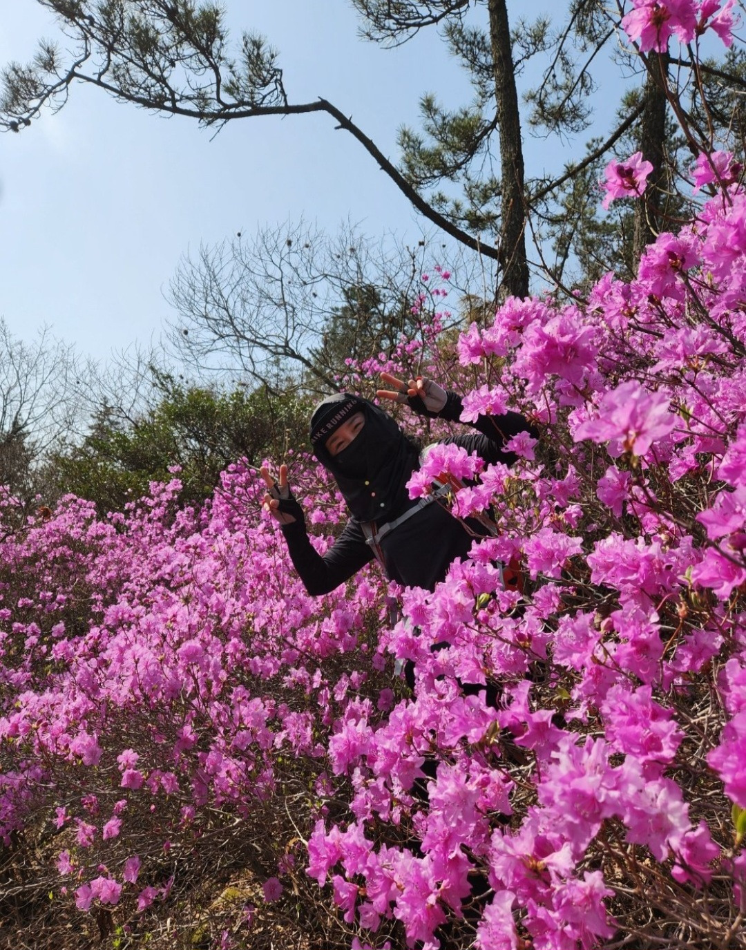 진달래 이미지
