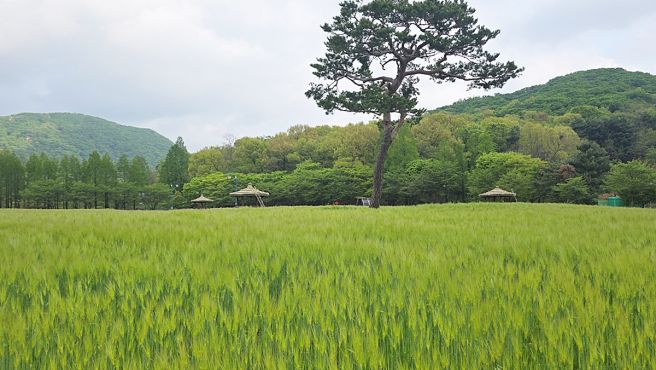 보리밭 이미지