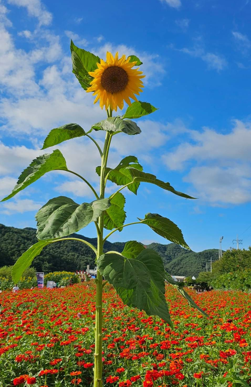 해바라기 이미지