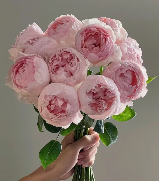 peony 이미지