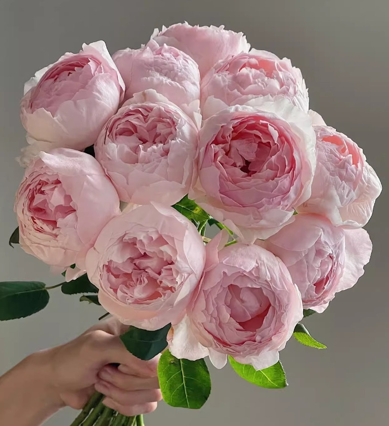 peony 이미지
