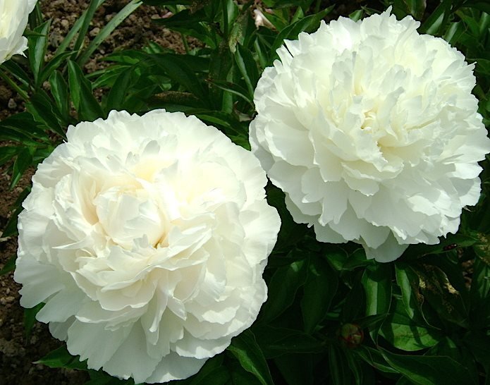 엘사(ELSA) 이미지