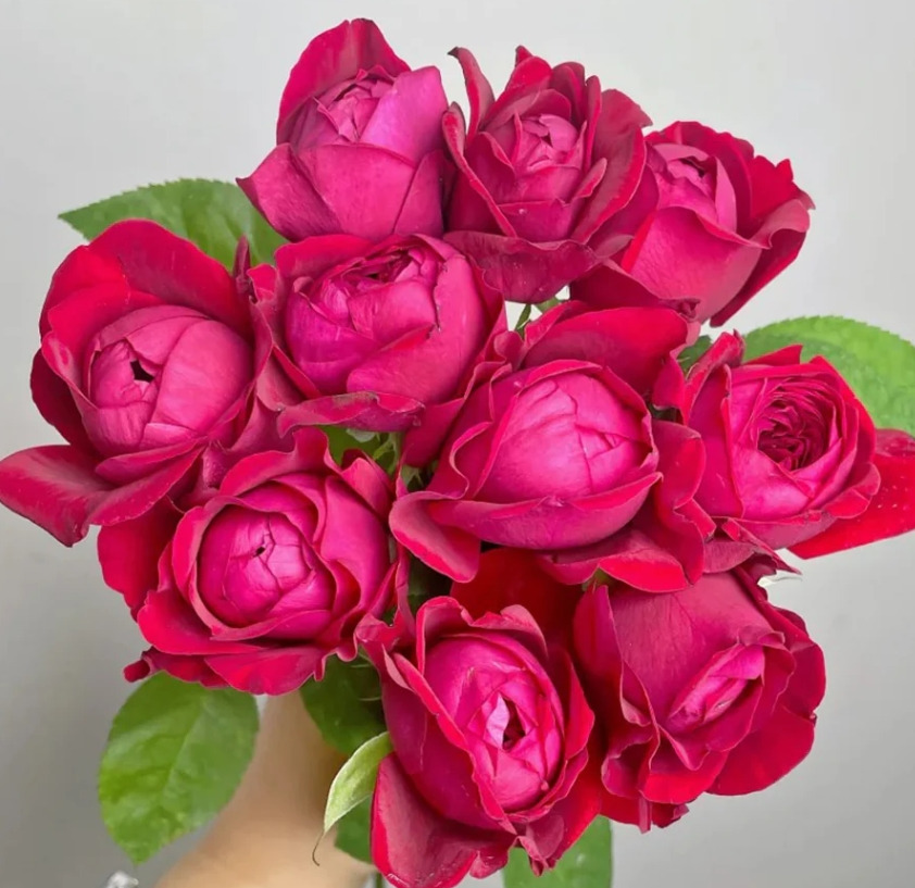 peony 이미지