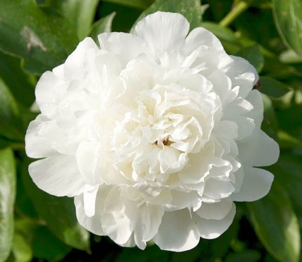 엘사(ELSA) 이미지