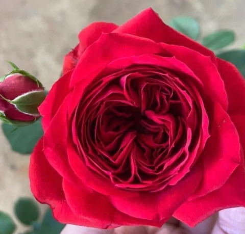 레드애플(RED apple) 이미지